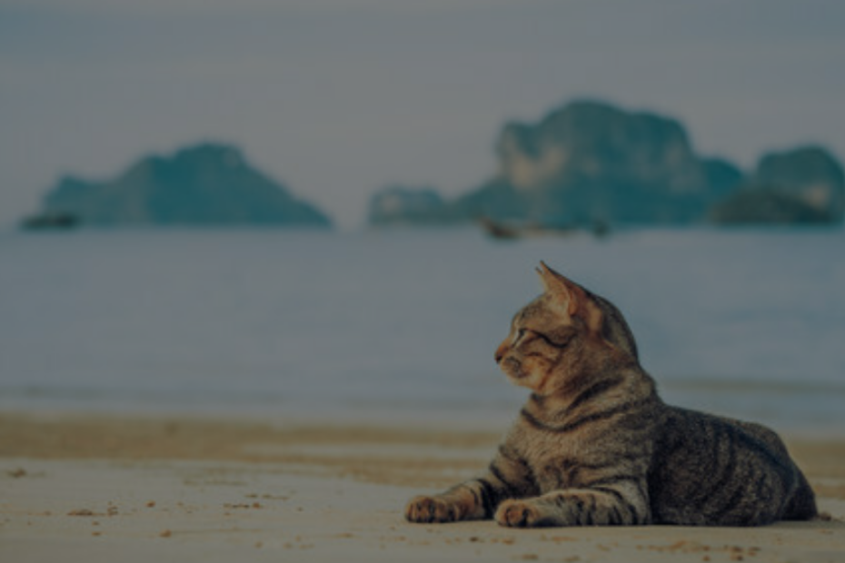 Cat calmly enjoying the view on the beach