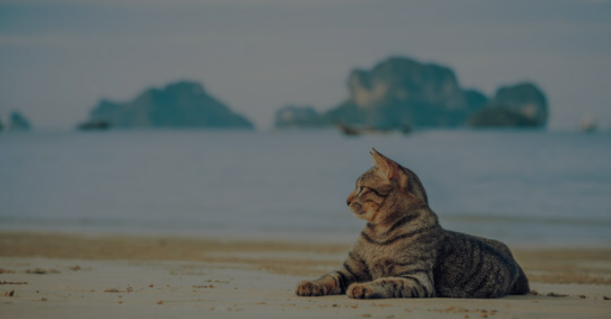A Purrfect Day Your Ultimate Guide to Taking Your Cat on the Beach