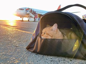 Cat in a carrier