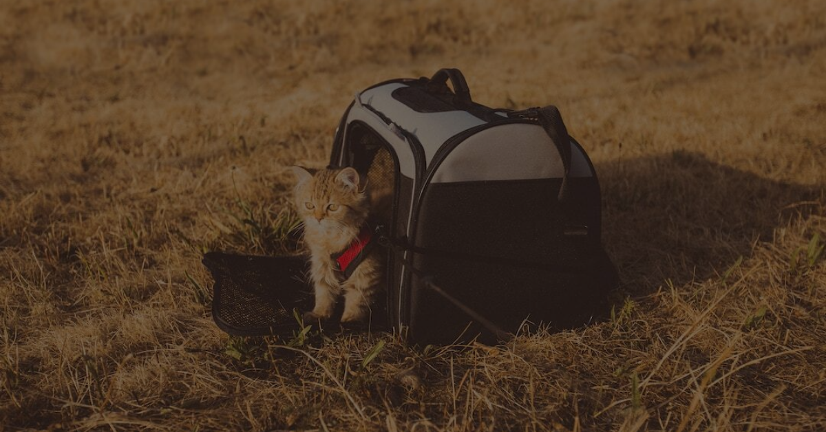 Picture of Feline-Friendly Trips: 14 Expert Tips for Traveling with a Cat