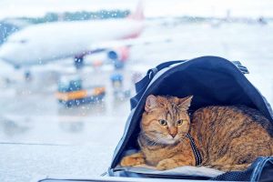 cat in a carrier at airport