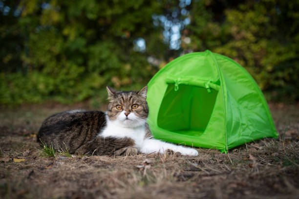 cat tent for camping