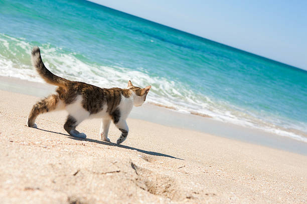 Cat walking at the beach