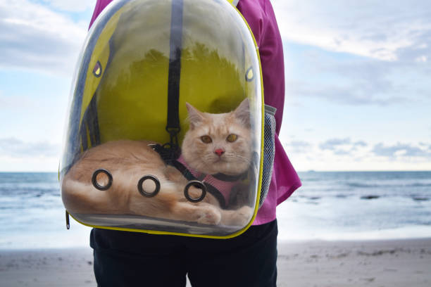 Cat enjoying the view from a secure and ventilated cat backpack at the beach"