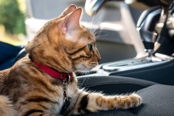 cat car sickness tips by Kitchen Freak