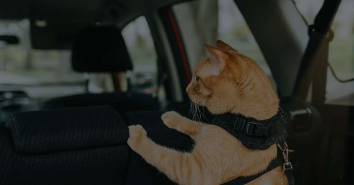 An Ultimate Guide to a Memorable Road Trip with Cats PurrfectJourney