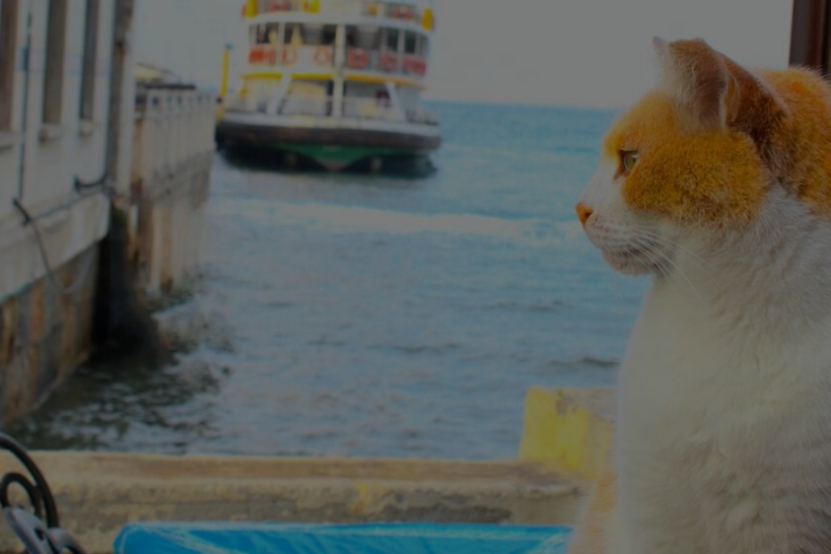Traveling with cats on ferry - PurrfectJourney