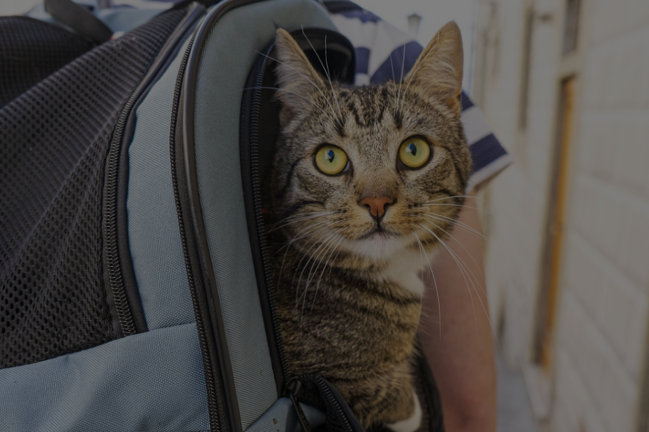 cat travel accessories