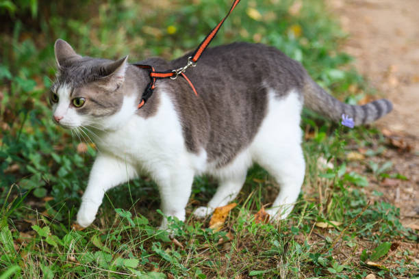  A cat walking outdoors with a harness and leash