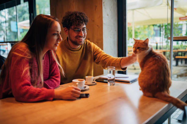 A couple sitting in a cat cafe with cat