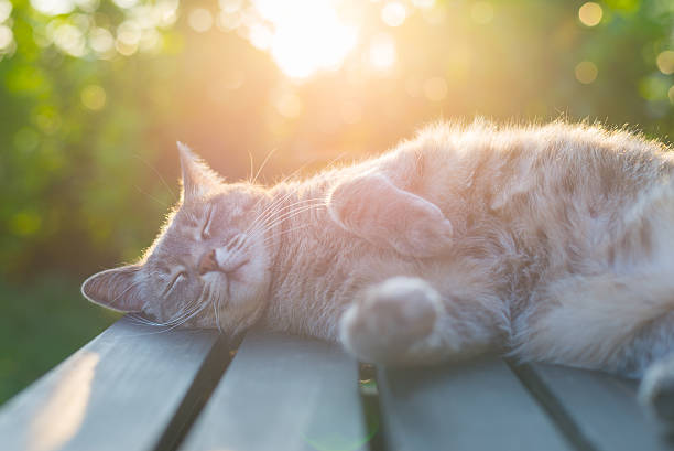 cat lying under the sun