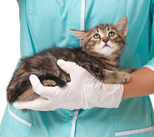 cat in the hands of a vet