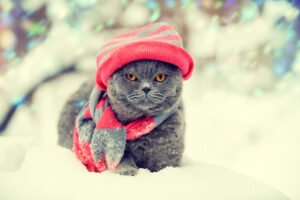 Fashion portrait of cat wearing knitting hat and scarf in snowy winter