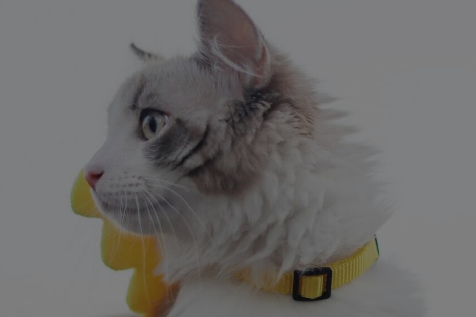How to Measure for a Cat Harness