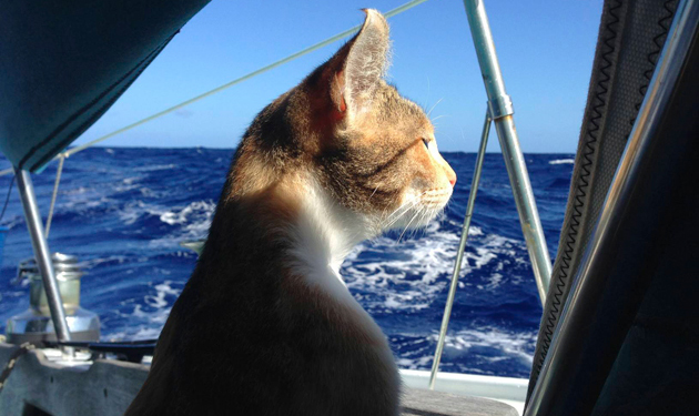 Cat enjoying view of the sea