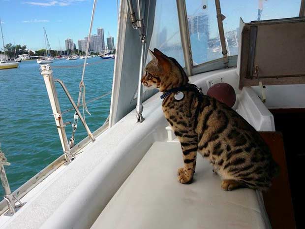 cat enjoying sea view