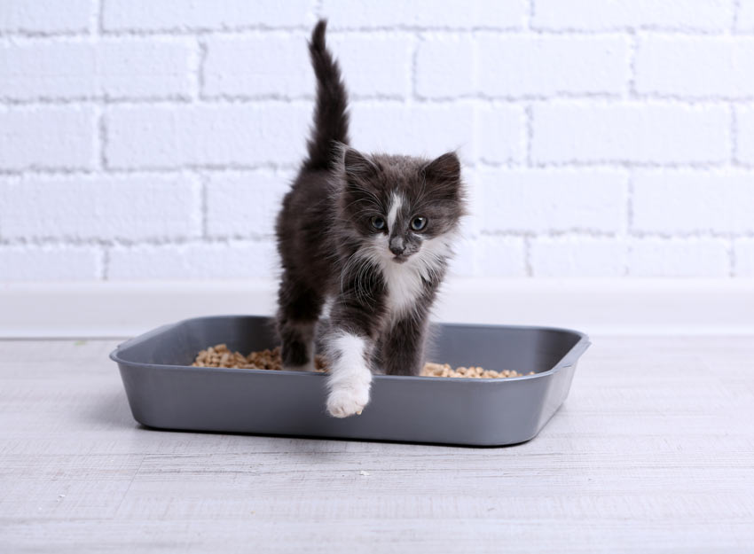 Train your cat for Litter box