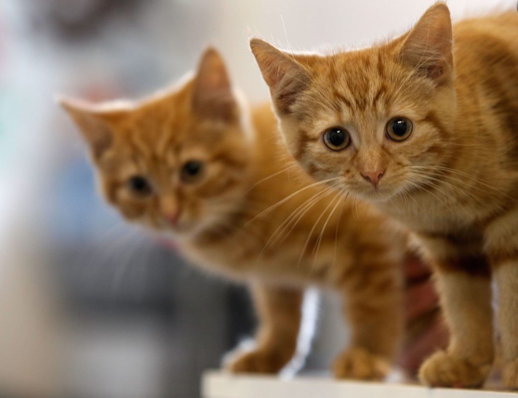 Orange kittens looking at you 