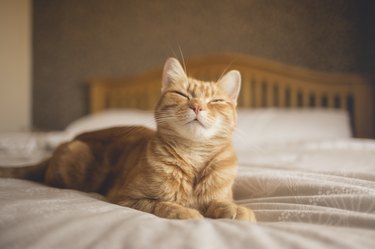 Quirky orange cat 