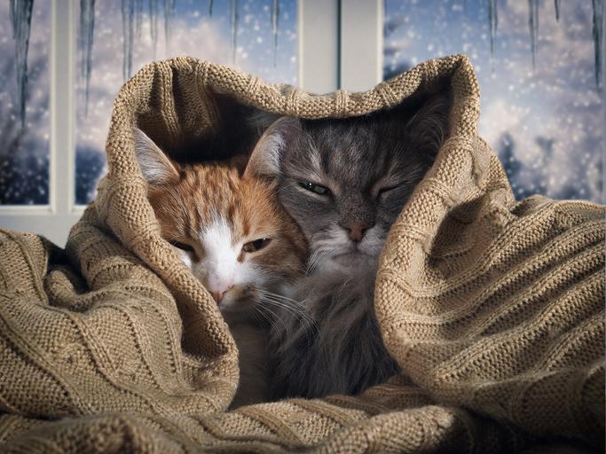 Cat in cozy blanket 