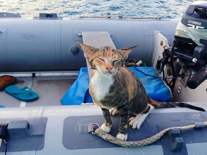 cat on sailing