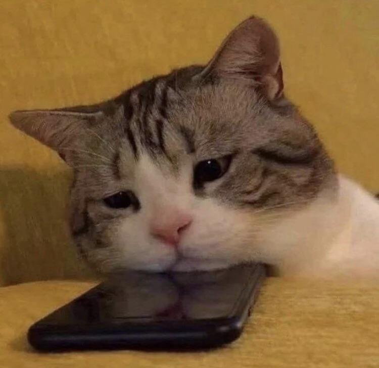 Cat waiting for your phone call