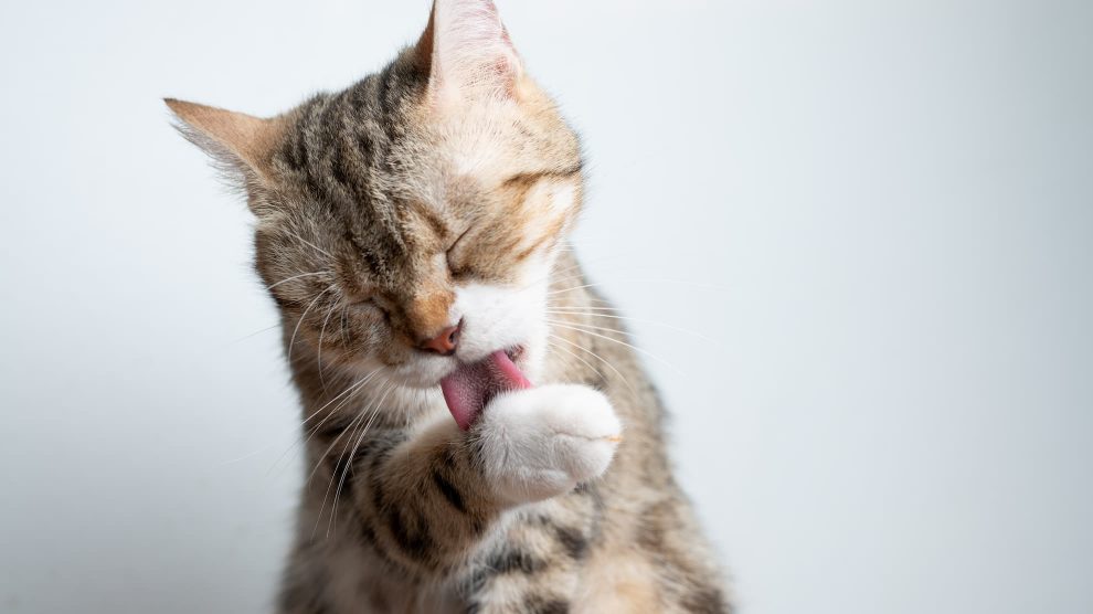 cat cleaning herself with tongue