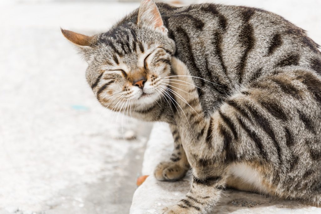 Cat Protection Against Fleas | PurrfectJourney - Cat Flea Protection For Wild Animals