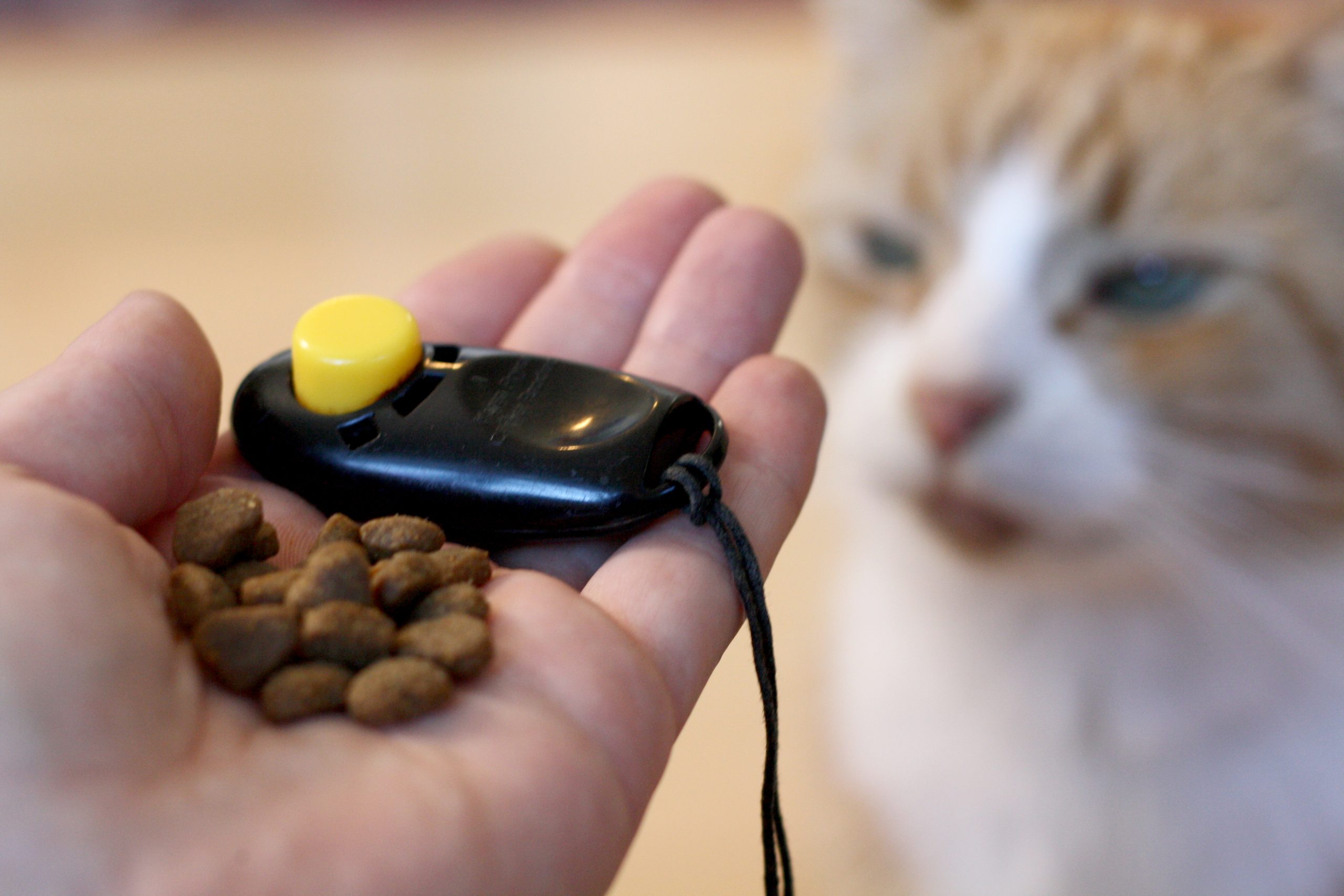 How To Clicker Train Your Cat? | PurrfectJourney