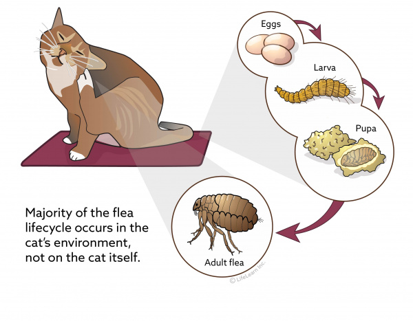 Lifecycle of flea