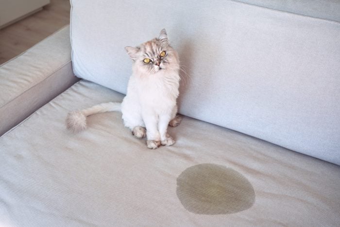 Cat on sofa with its urine stain