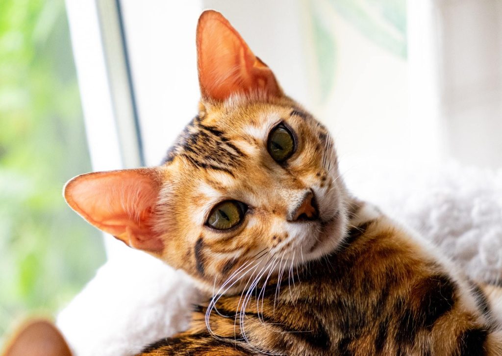Cat with Lateral raised ear tips 