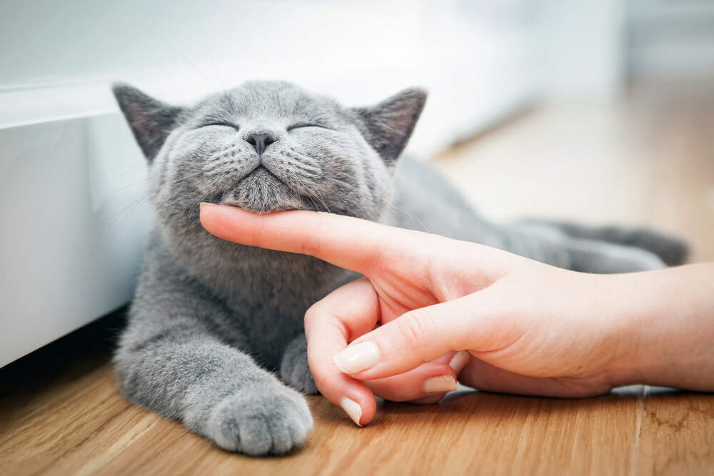 Cat being petted