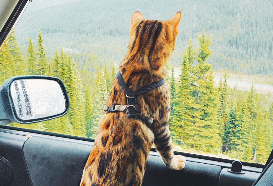 Cat travelling by car