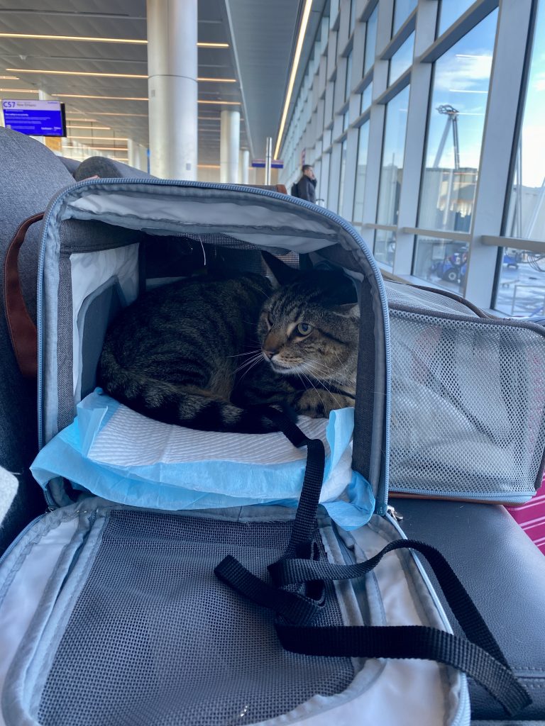Cat in Carrier at airport