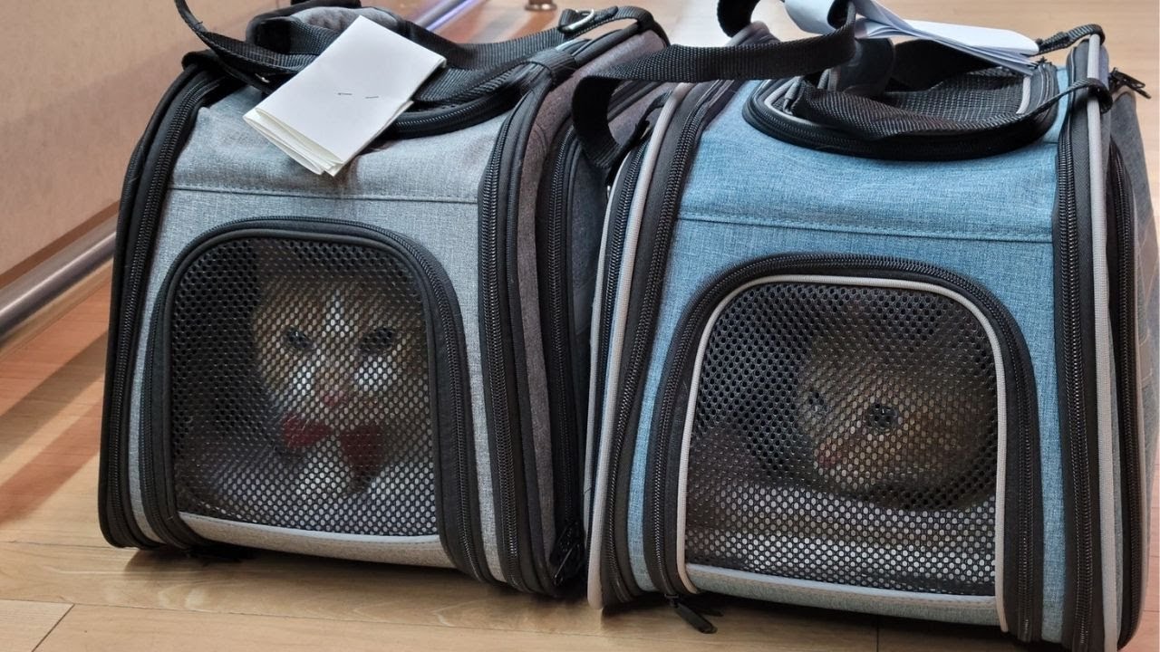 Can Two Cats Travel in One Carrier? PurrfectJourney