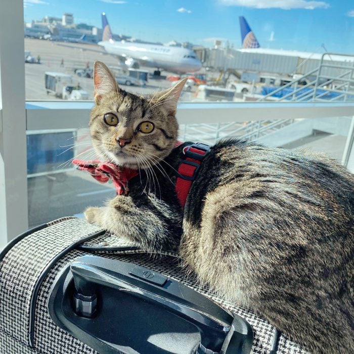 Cat at airport