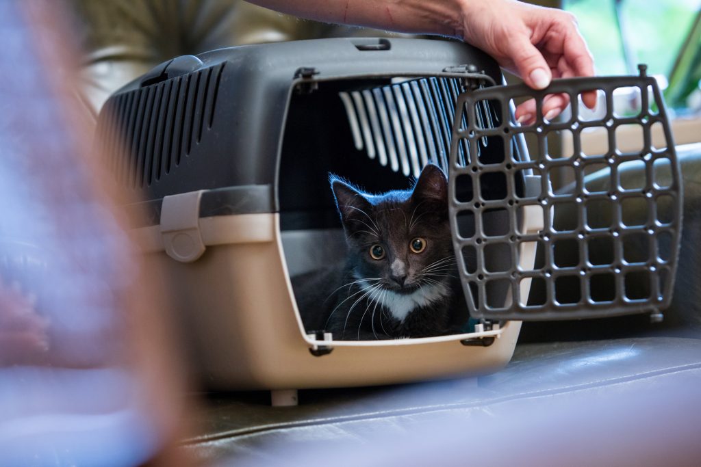 Putting cat in transport box