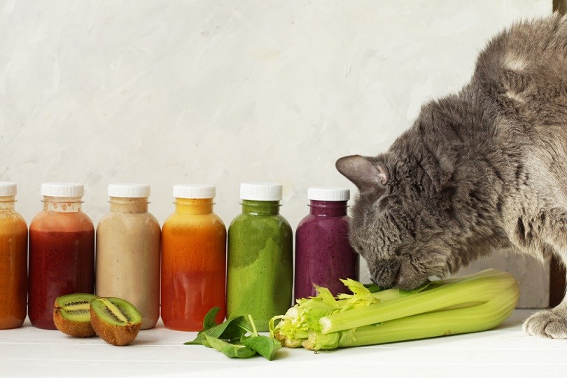 Cat eating celery 
