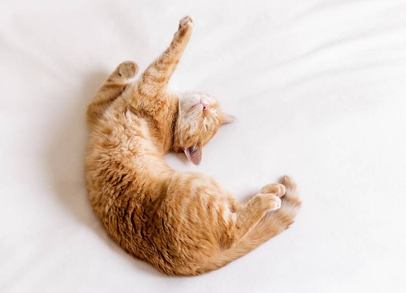 A flexible cat stretching