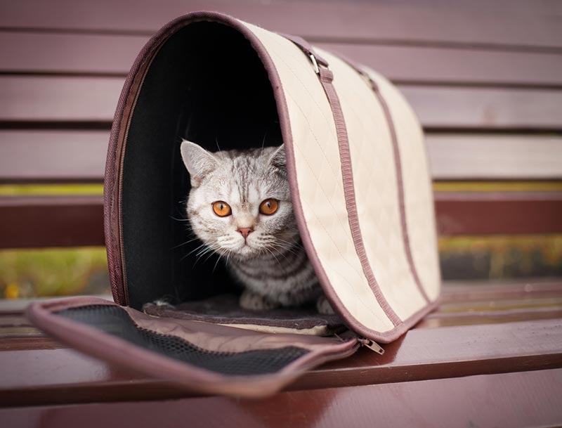 Kitten in transport box