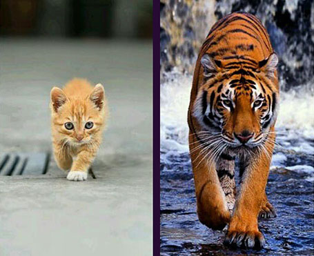 Cat vs Tiger 