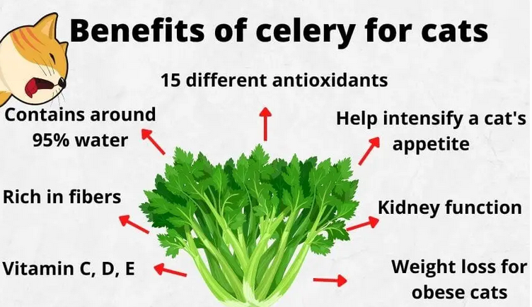 Benefits of celery for cats
