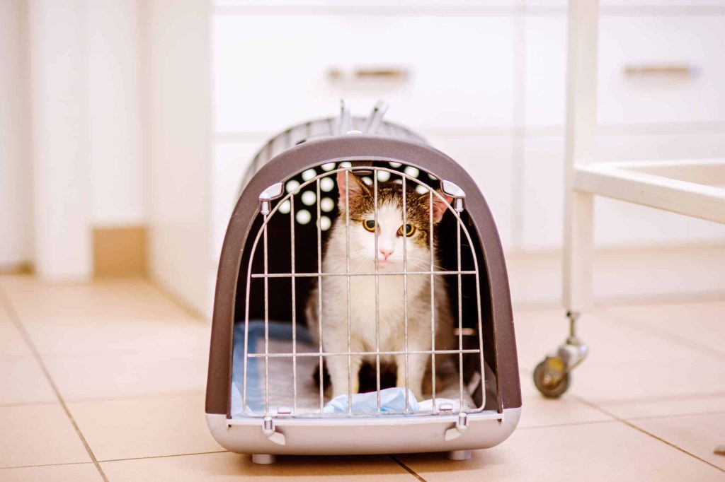 Cat in a transport box