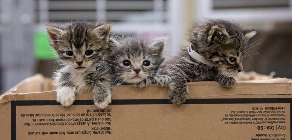 three kittens in a cardboard box