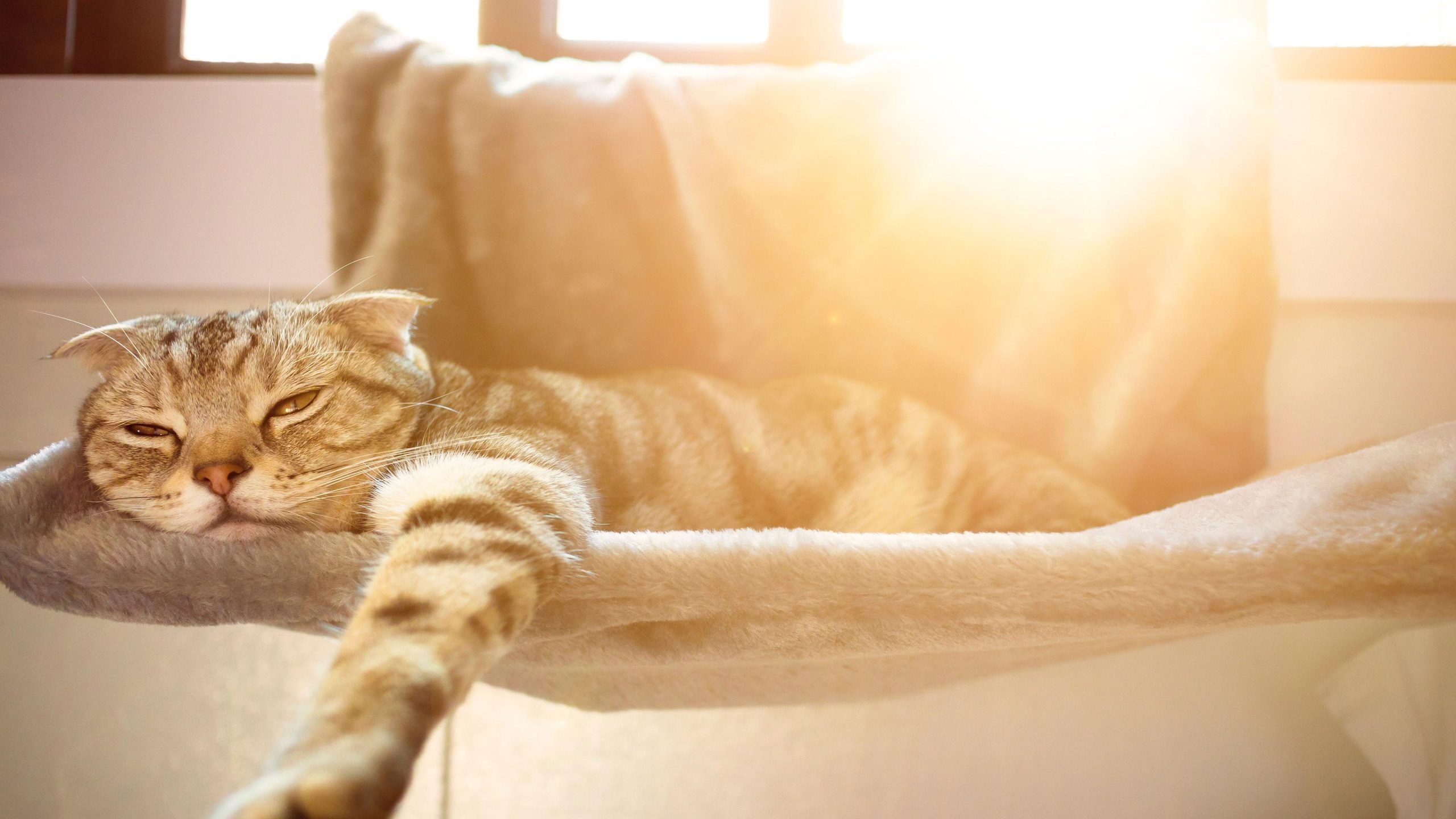 How Hot is too Hot for a Cat in Summer?