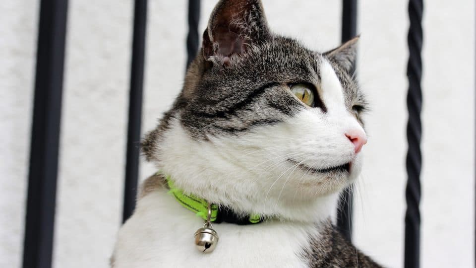 cat with a bell collar
