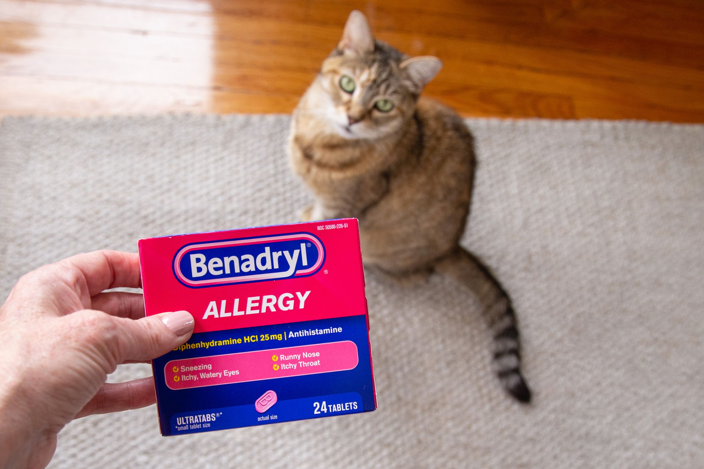 Benadryl for cats dosage safety and side effects purrfectjourney
