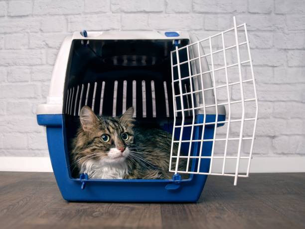 Maine coon in a transport box