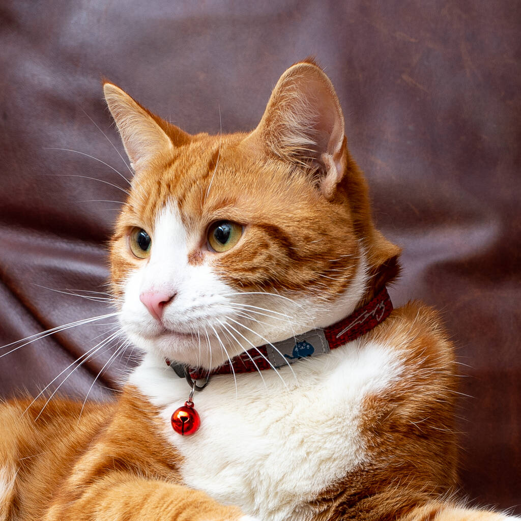 brown cat wearing cat collar